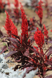 Similar image 806569