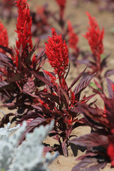 Similar image 806568