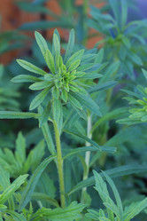 Similar image 806572