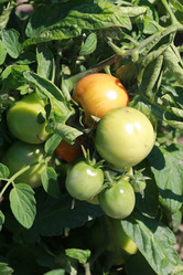 Similar image 806576