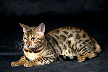 Similar image 806723