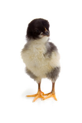 Similar image 806916