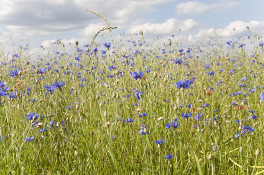 Similar image 807614