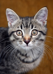 Similar image 807688