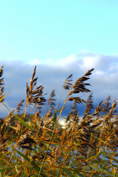 Similar image 807926