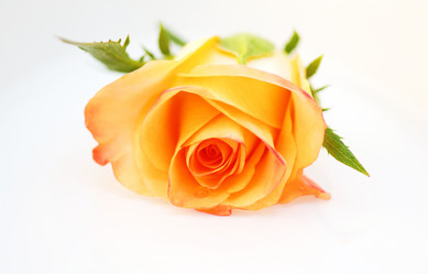 Similar image 807931