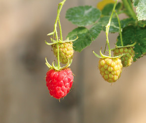 Similar image 808277