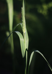 Similar image 808312