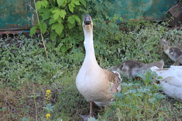 Similar image 808315