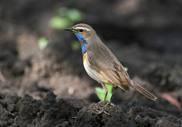 Similar image 808321