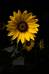 Similar image 809411