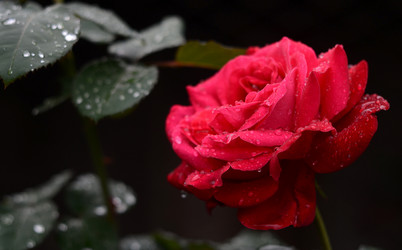 Similar image 809416