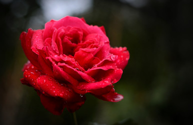 Similar image 809417