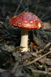 Similar image 809777