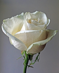 Similar image 810472