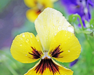 Similar image 811027