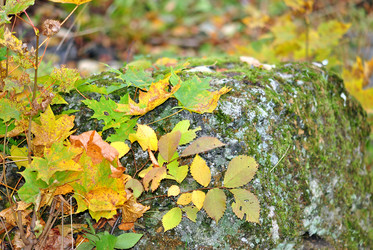 Similar image 811323