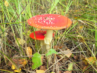 Similar image 811467