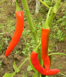 Similar image 811470