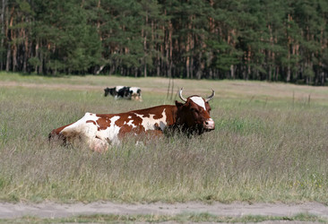 Similar image 811636