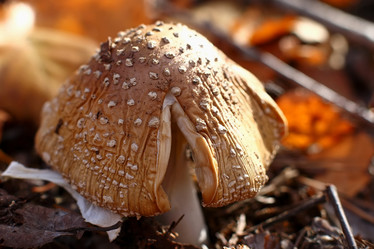 Similar image 812658