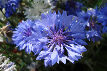 Similar image 813450