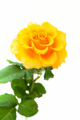 Similar image 813455