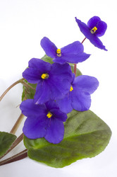 Similar image 814149