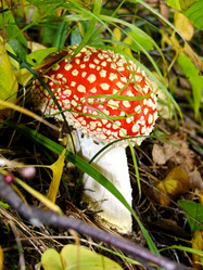 Similar image 815272