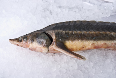 Similar image 815288