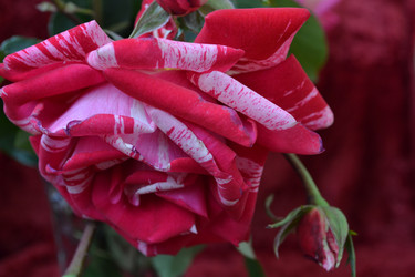 Similar image 815400