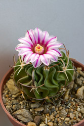 Similar image 816138