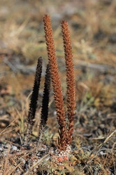 Similar image 816233