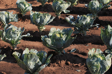 Similar image 816253