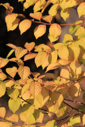 Similar image 816268