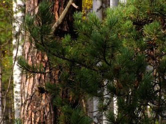 Similar image 816298