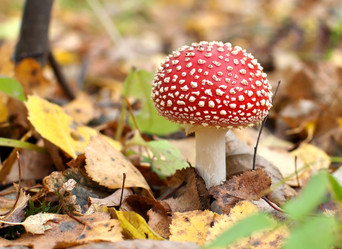 Similar image 816502