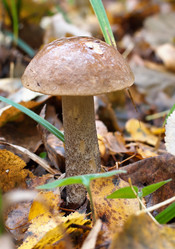 Similar image 816503