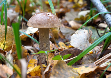 Similar image 816504