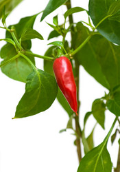 Similar image 816664