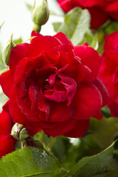 Similar image 816884