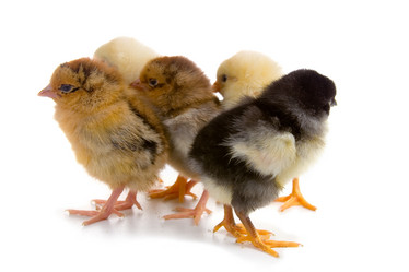 Similar image 817239