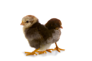 Similar image 817242