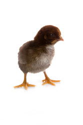 Similar image 817244