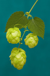 Similar image 817251