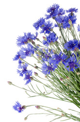 Similar image 817426