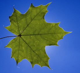 Similar image 817491