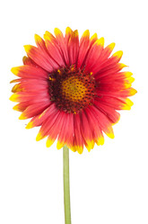 Similar image 817626