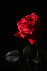 Similar image 818118