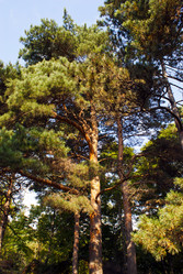 Similar image 818687